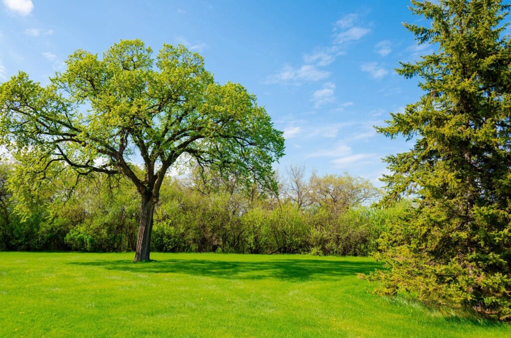 Vinny's Lawn Care, the leading lawn service provider in town.